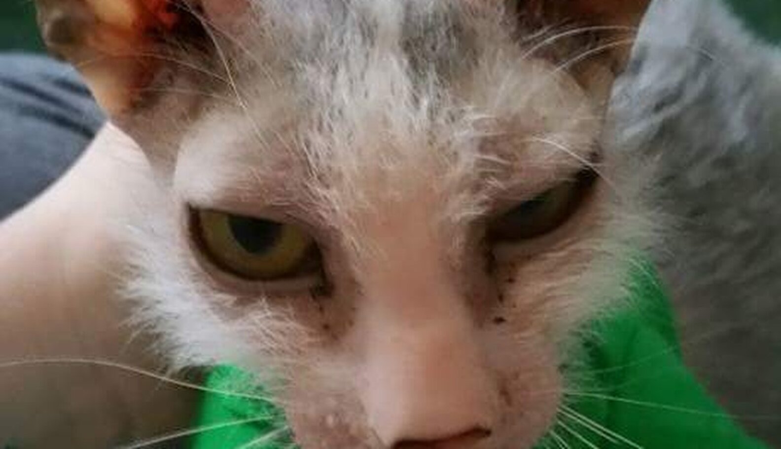 'Ugly' Cat Never Knew She Could Be Loved So Much The Dodo