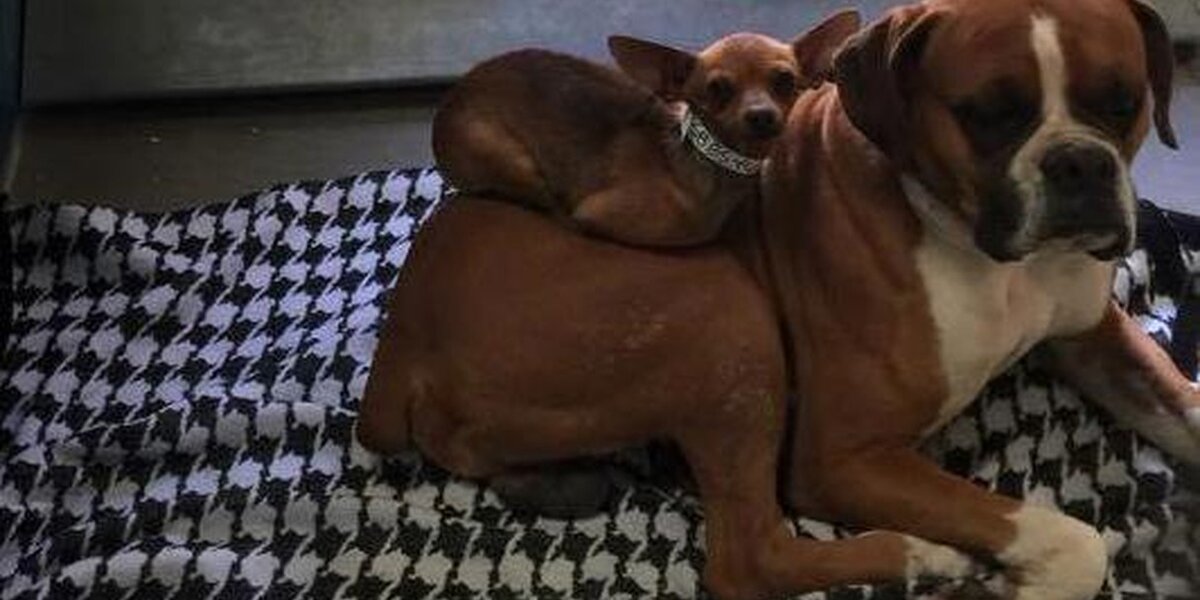 BFF Dogs From Viral Photo Find A Forever Home — Together - The Dodo