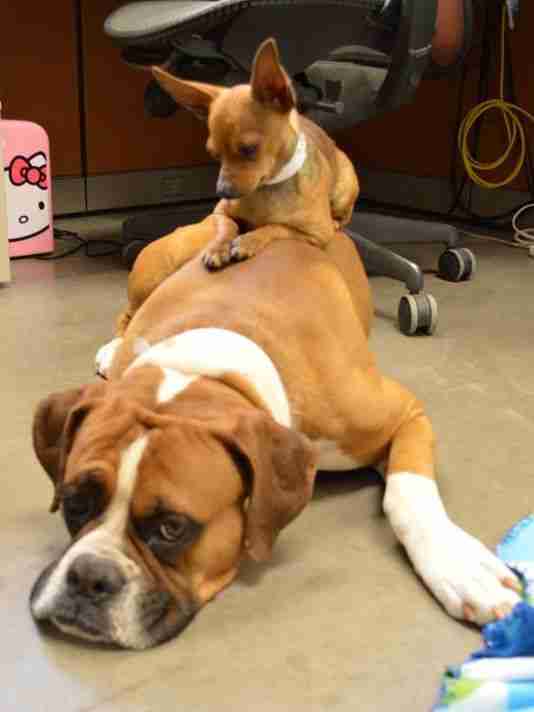 BFF Dogs From Viral Photo Find A Forever Home — Together - The Dodo