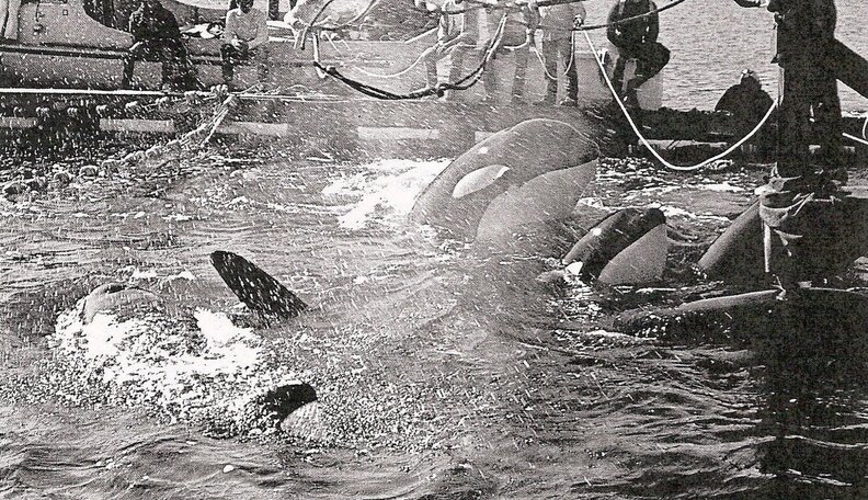 Photos Don't Lie: SeaWorld Has Been Ignoring Protests For Nearly 50 ...