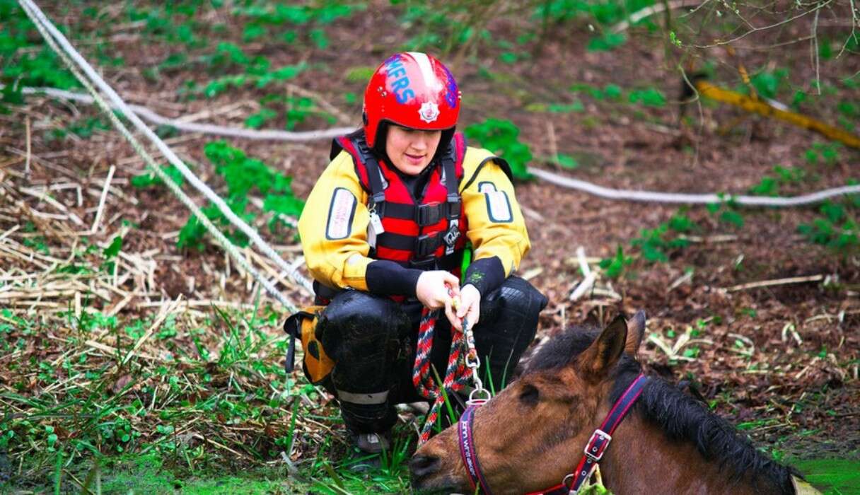 Photos: Team Of Firefighters Rescue Horse From River - The Dodo