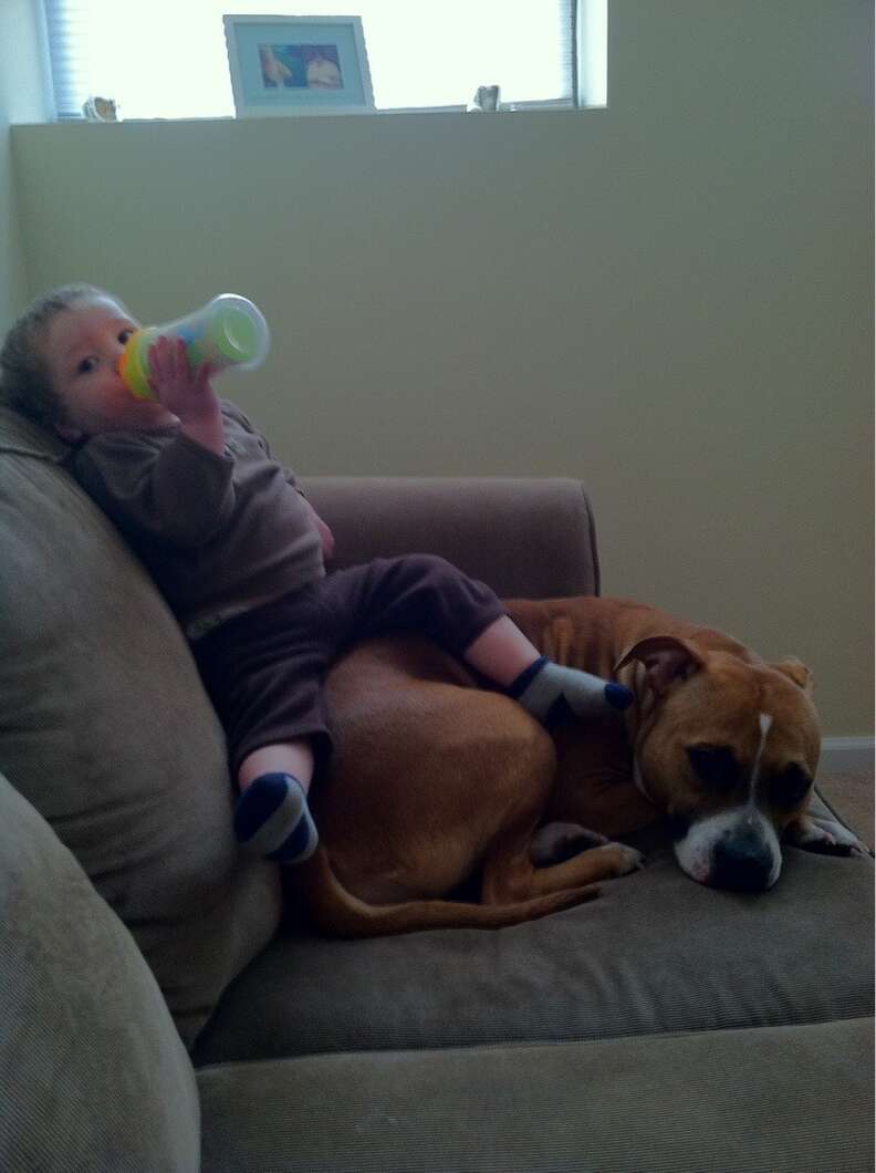 Who Needs Pillows When You Have These 29 Pit Bulls To Snuggle With? - The  Dodo