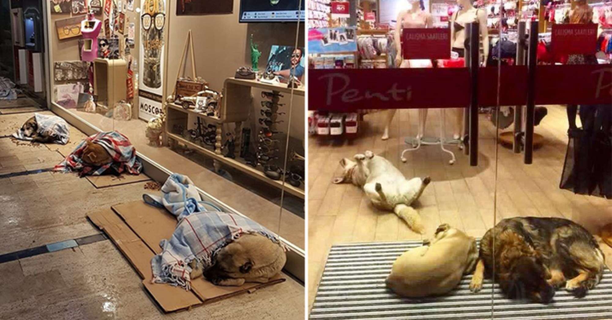 People Are Doing The Nicest Things For Stray Dogs During Snowstorm - The  Dodo