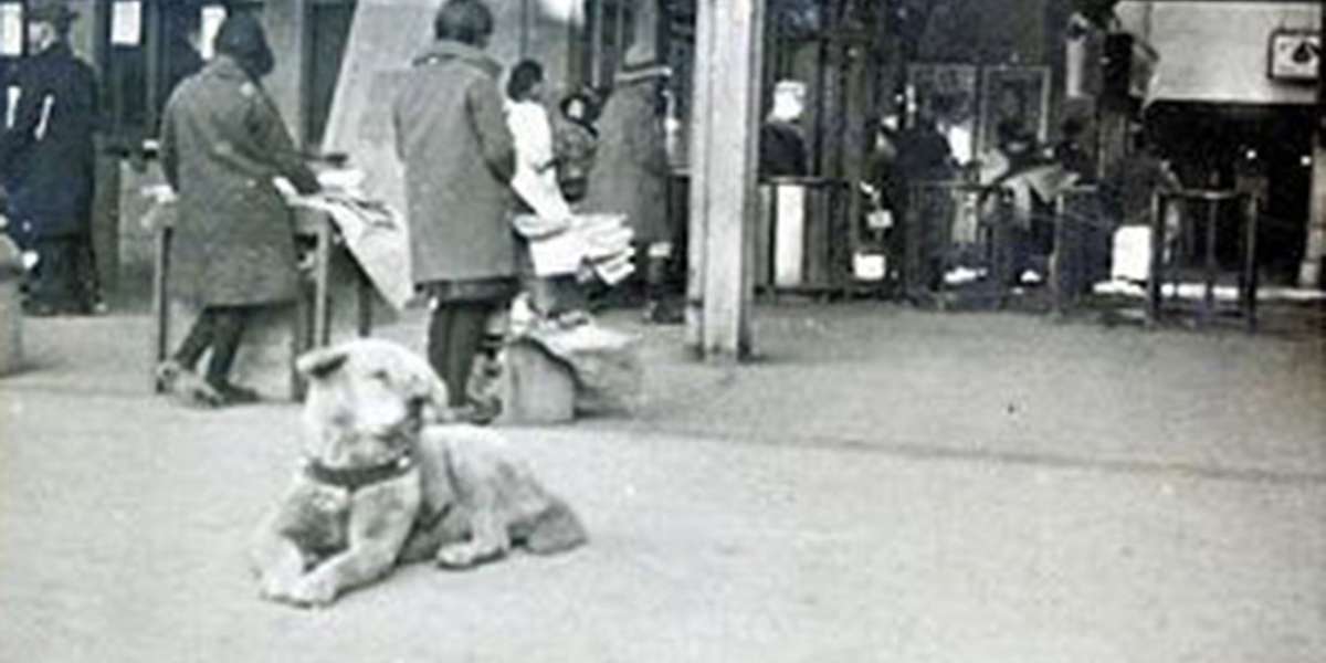 Rare Photo Surfaces Of Hachiko, The World's Most Loyal Dog - The Dodo