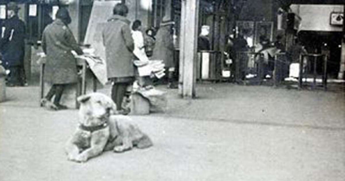 Rare Photo Surfaces Of Hachiko, The World's Most Loyal Dog The Dodo