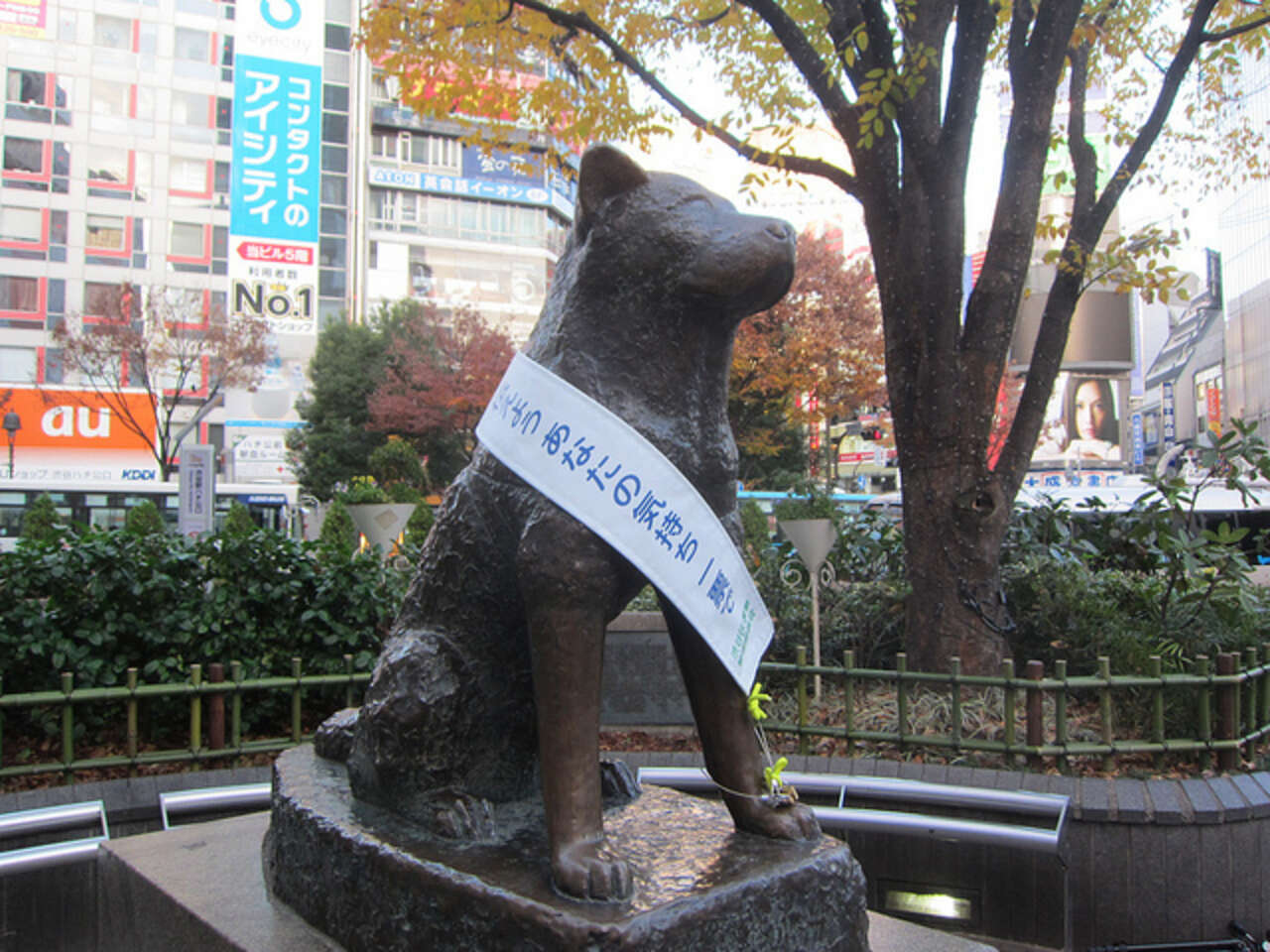 Rare Photo Surfaces Of Hachiko, The World's Most Loyal Dog - The Dodo