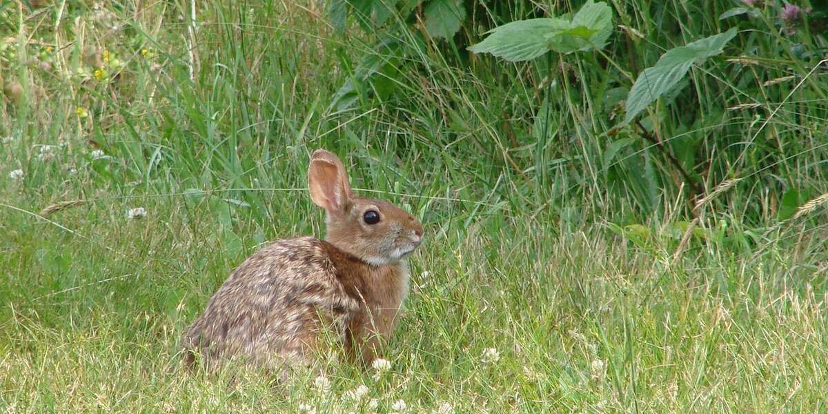 How Bunny Experts Want To Save New England's Rare Rabbits - The Dodo