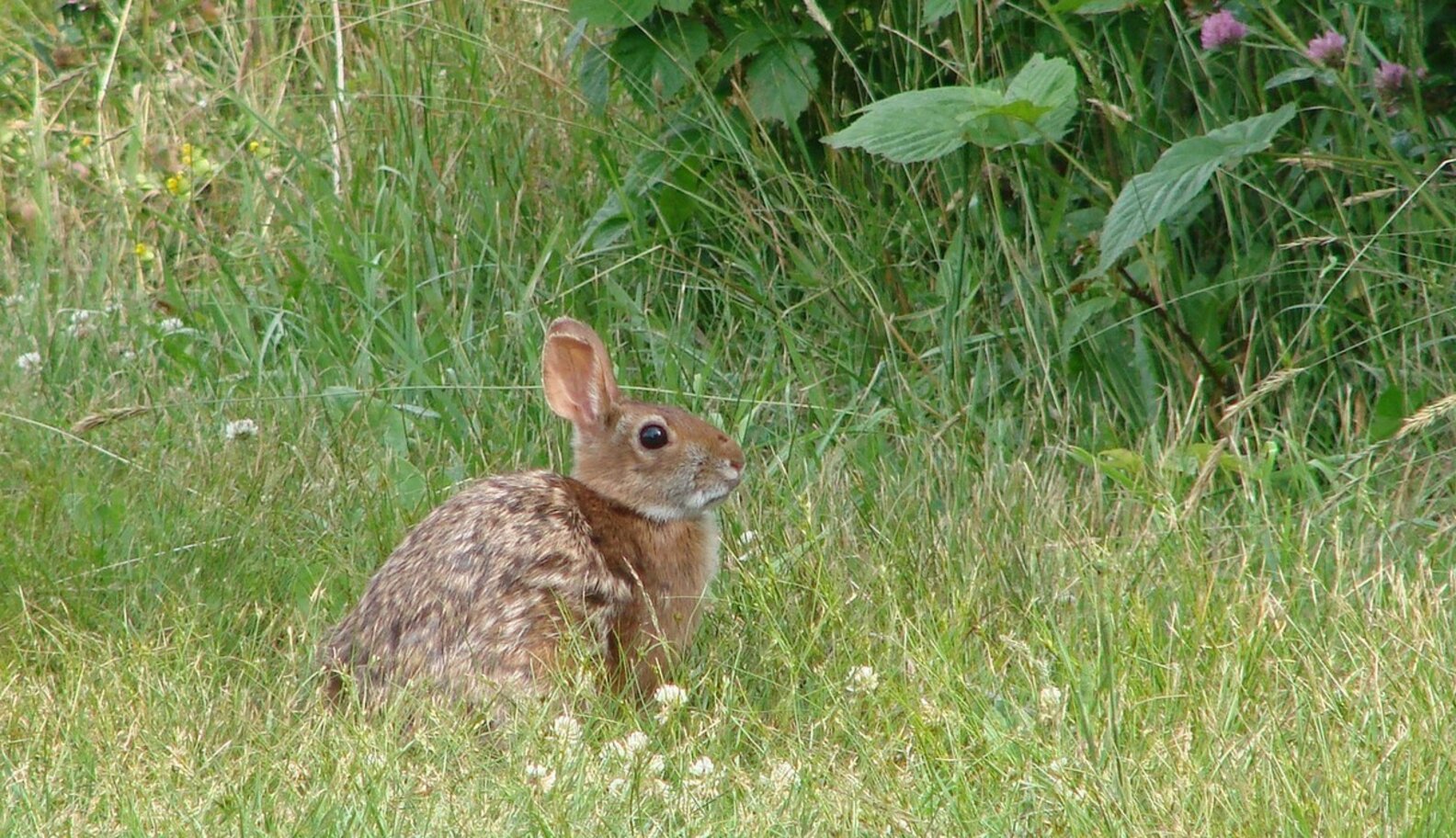 How Bunny Experts Want To Save New England's Rare Rabbits - The Dodo
