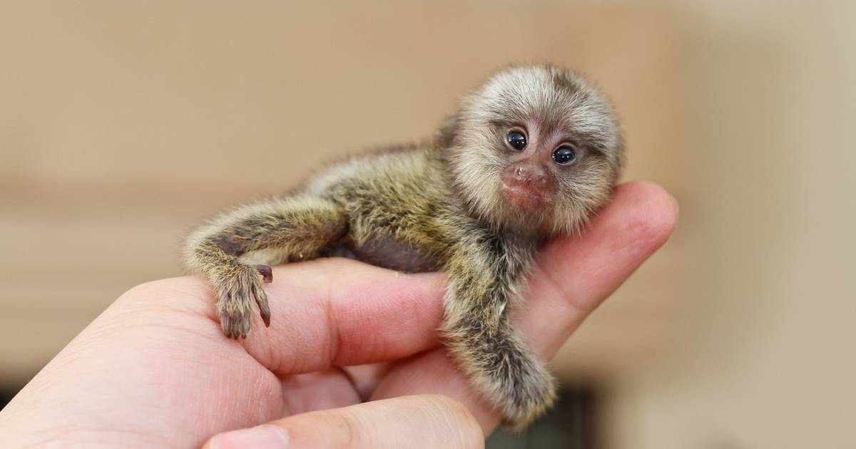 Teeny-Tiny Animals You Can\'t Believe Are Even Real - The Dodo