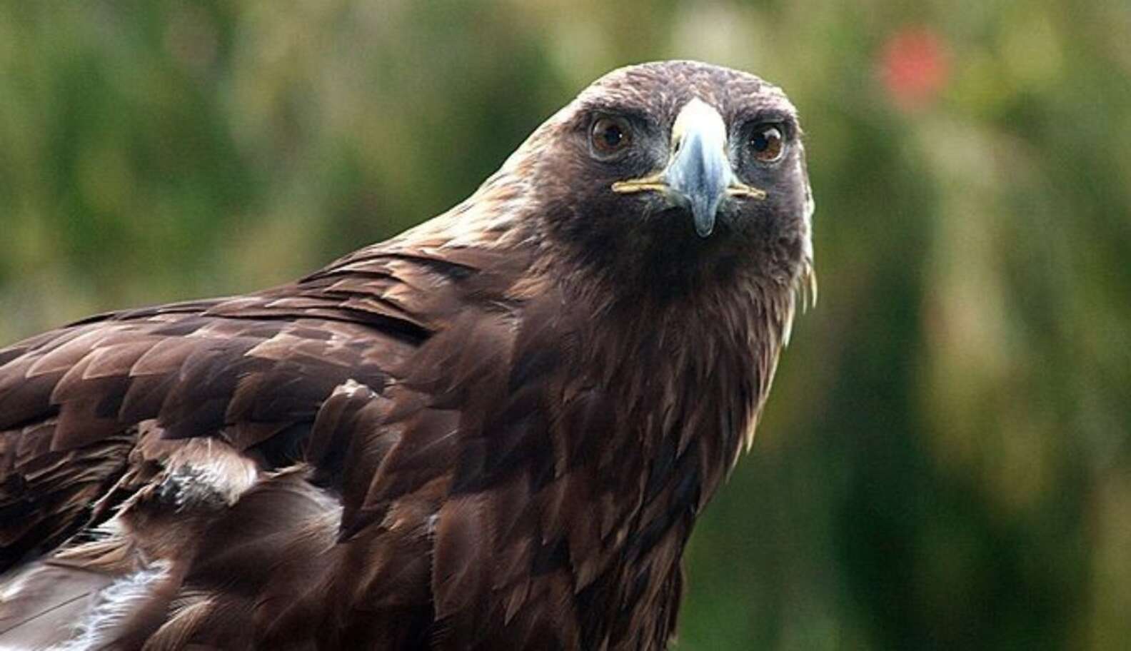 Albania Bans Hunting For 2 Years To Save Endangered Species - The Dodo