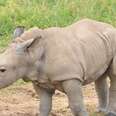 Rhino Birth Raises Questions About Zoo Euthanasia Programs
