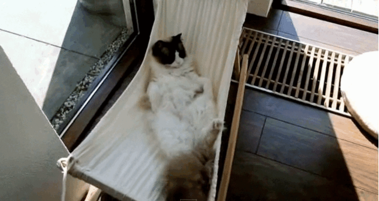 Cat Masters The Art Of Relaxation -- In A Hammock - The Dodo