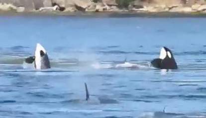 whales belong tanks orca ecstatic pm