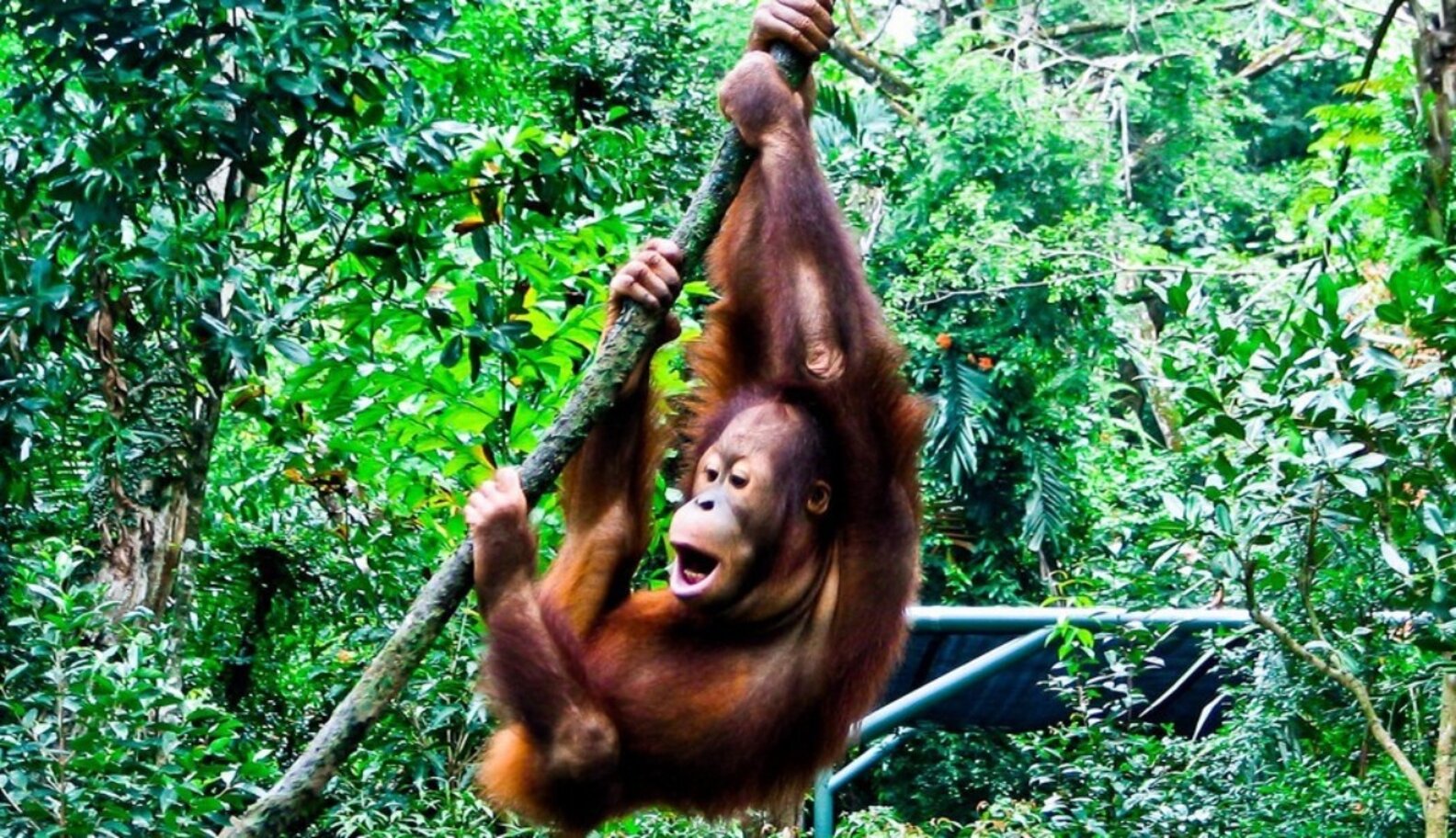 Girl Scouts Demand Sustainable Palm Oil For Cookies To Save Orangutans