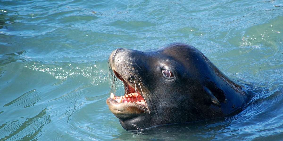 Sea Lion Rescues Teenager Who Leaped Off Golden Gate Bridge - The Dodo