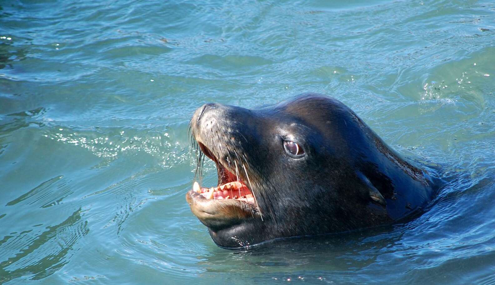 Sea Lion Rescues Teenager Who Leaped Off Golden Gate Bridge - The Dodo