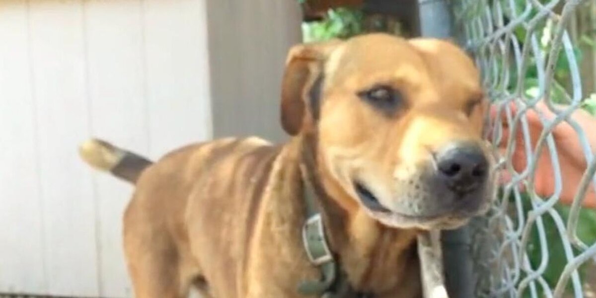Dog Getting Set Free Dog Chained Up For A Decade Has The Sweetest Reaction To Being Set Free ...
