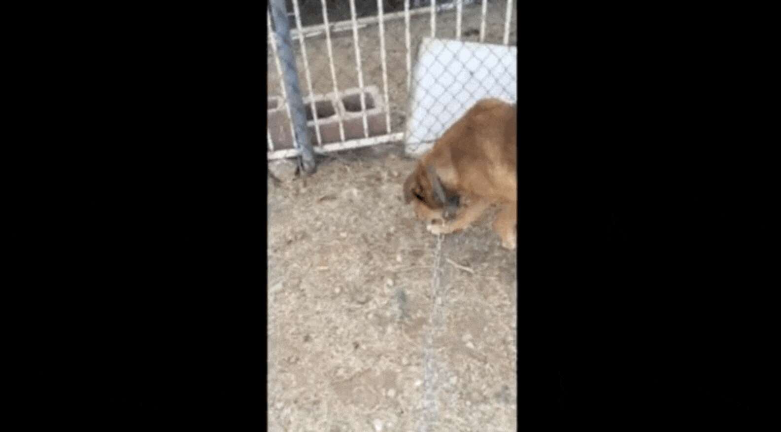 Dog Getting Set Free Dog Chained Up For A Decade Has The Sweetest Reaction To Being Set Free ...