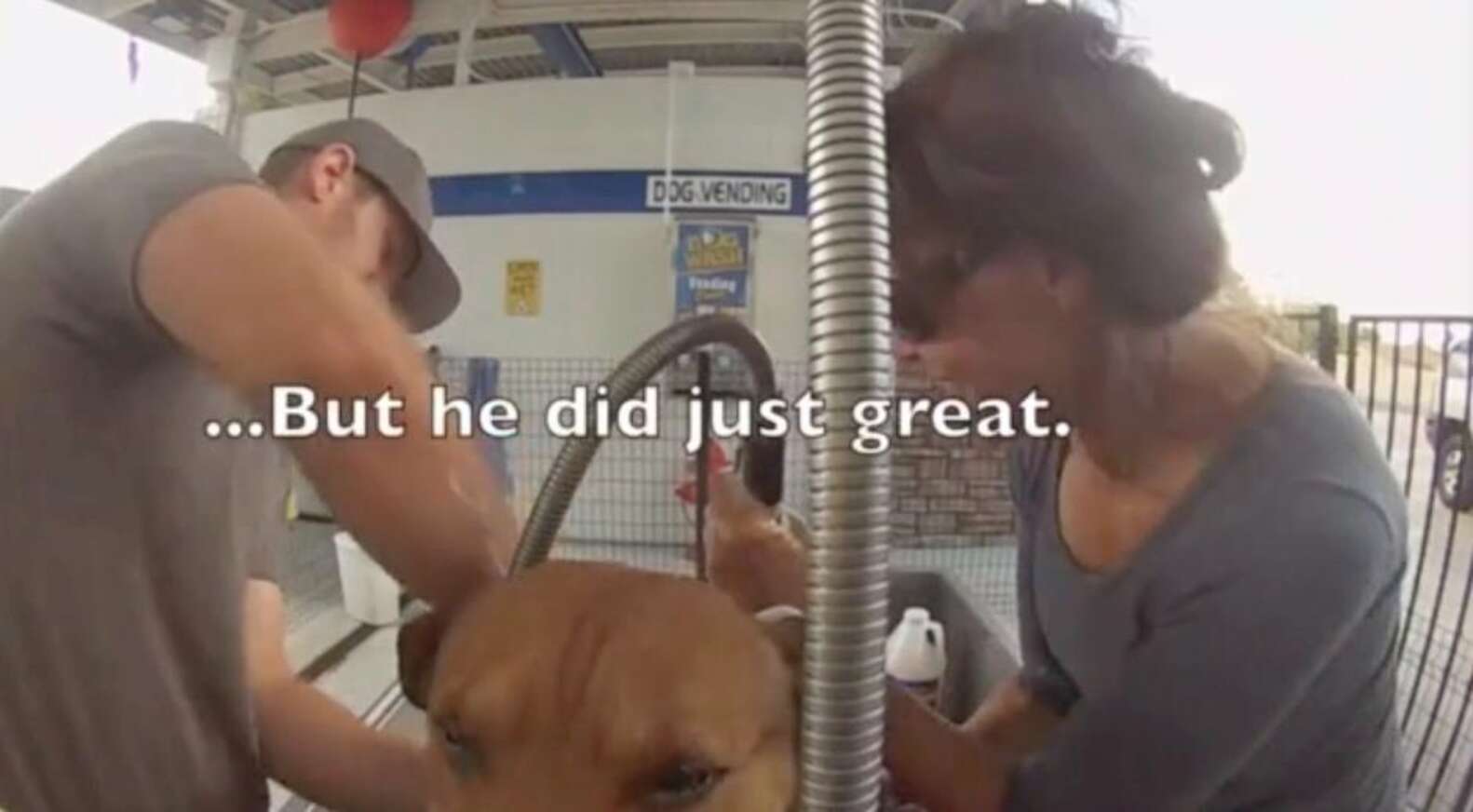 Dog Getting Set Free Dog Chained Up For A Decade Has The Sweetest Reaction To Being Set Free ...
