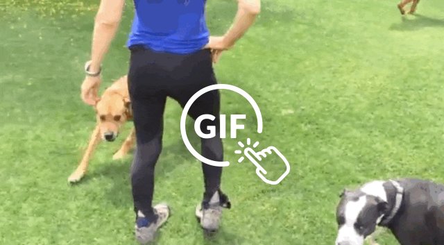 Dog Getting Set Free Dog Chained Up For A Decade Has The Sweetest Reaction To Being Set Free ...