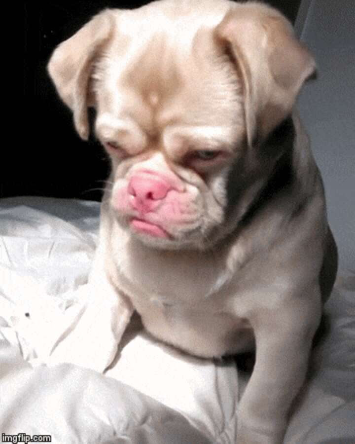 Grumpiest Pug Gets A Home And Becomes The Happiest Dog - The Dodo