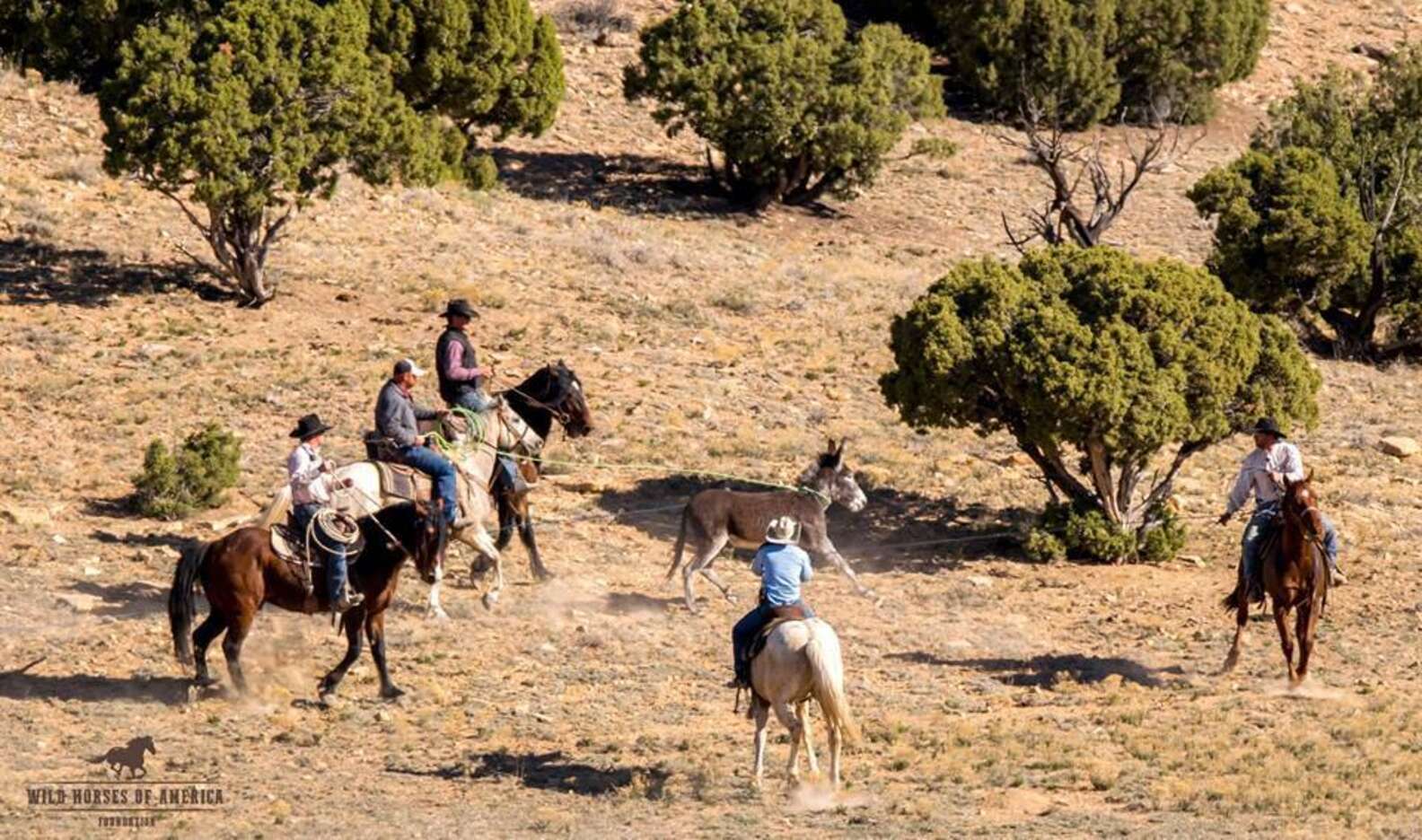 Authorities Are Rounding Up The Last Of Our Wild Burros - The Dodo