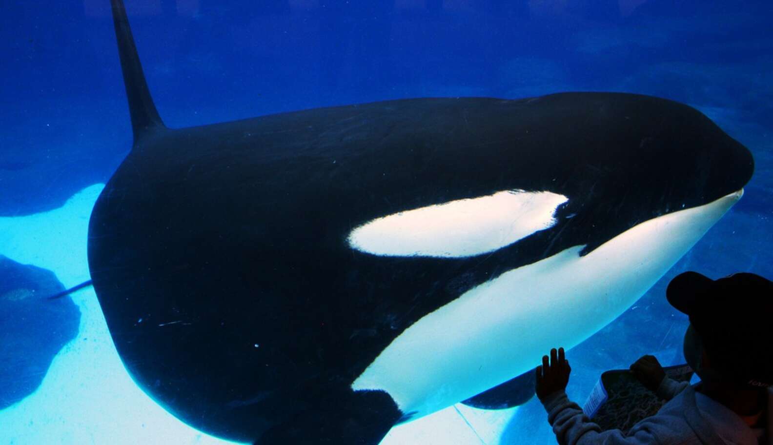 Another Lawsuit Slams SeaWorld For Hiding ‘The Ugly Truth’ - The Dodo