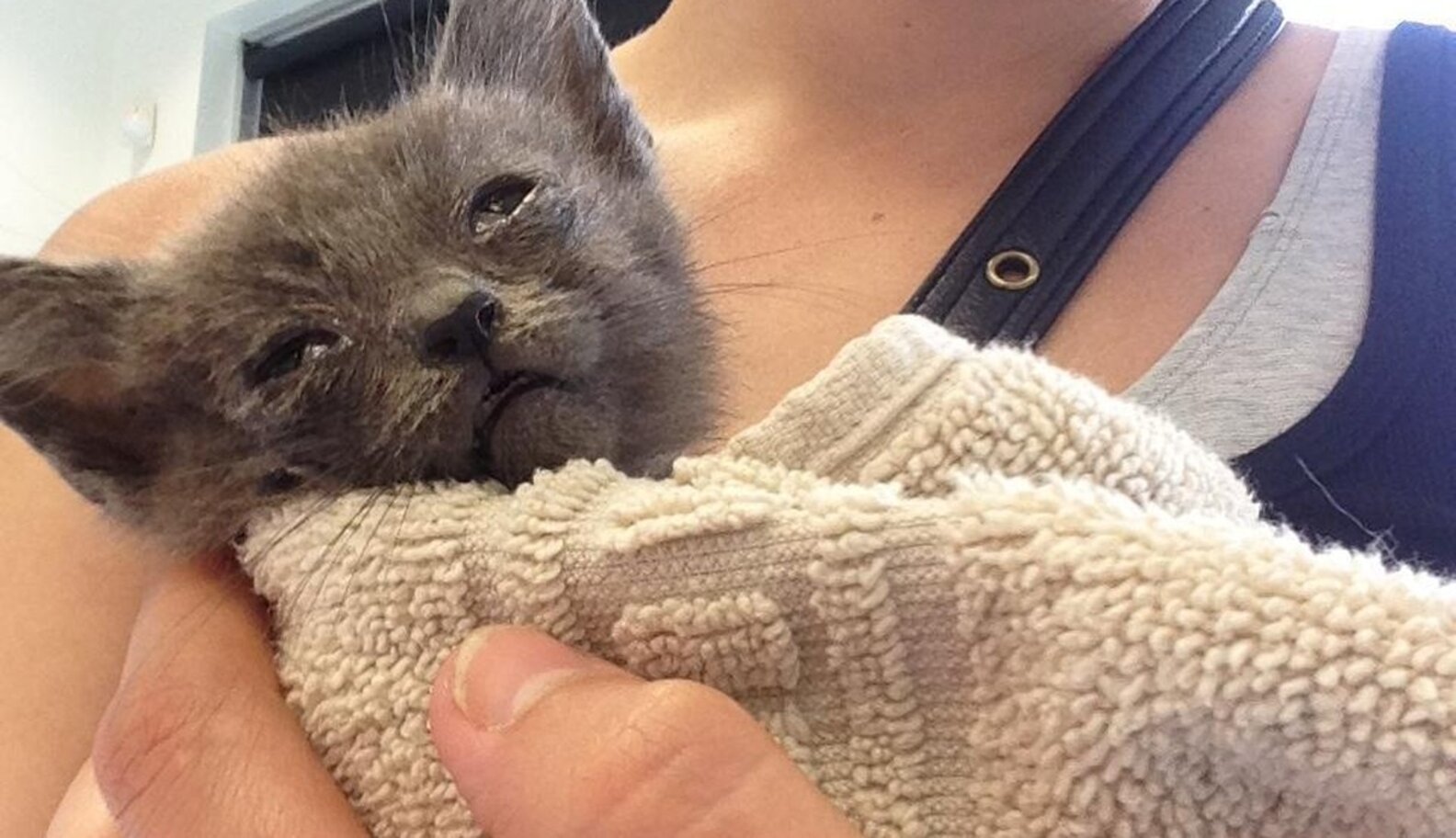 Tiniest Kitten With Eyes Sealed Shut Rescued From Roadside The Dodo