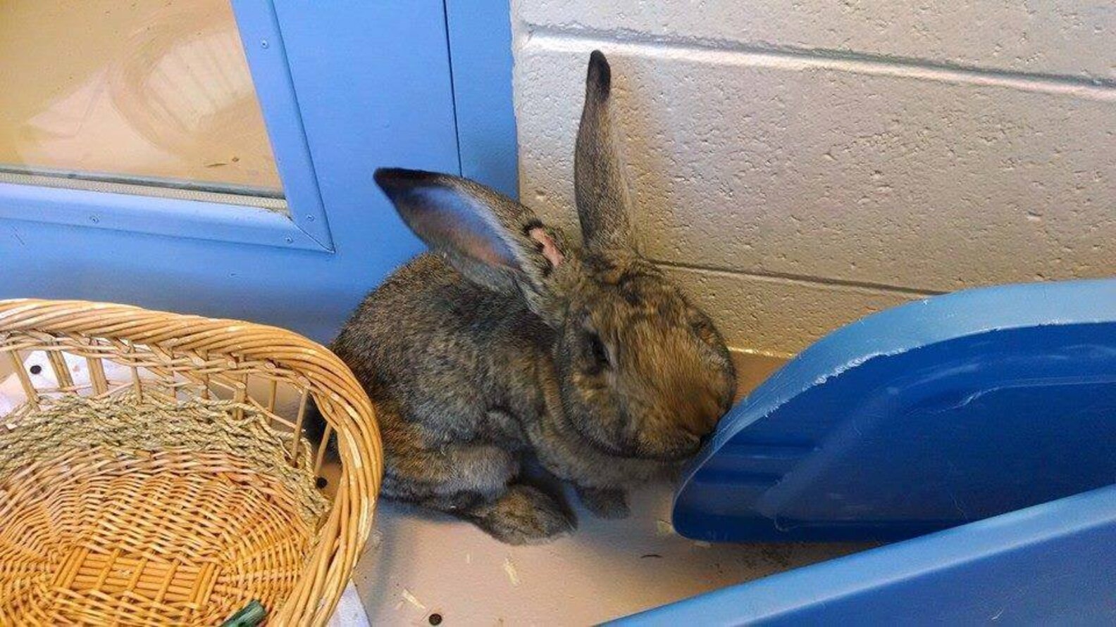 Giant Rabbits Help Kids Feel Less Alone In The World - The Dodo