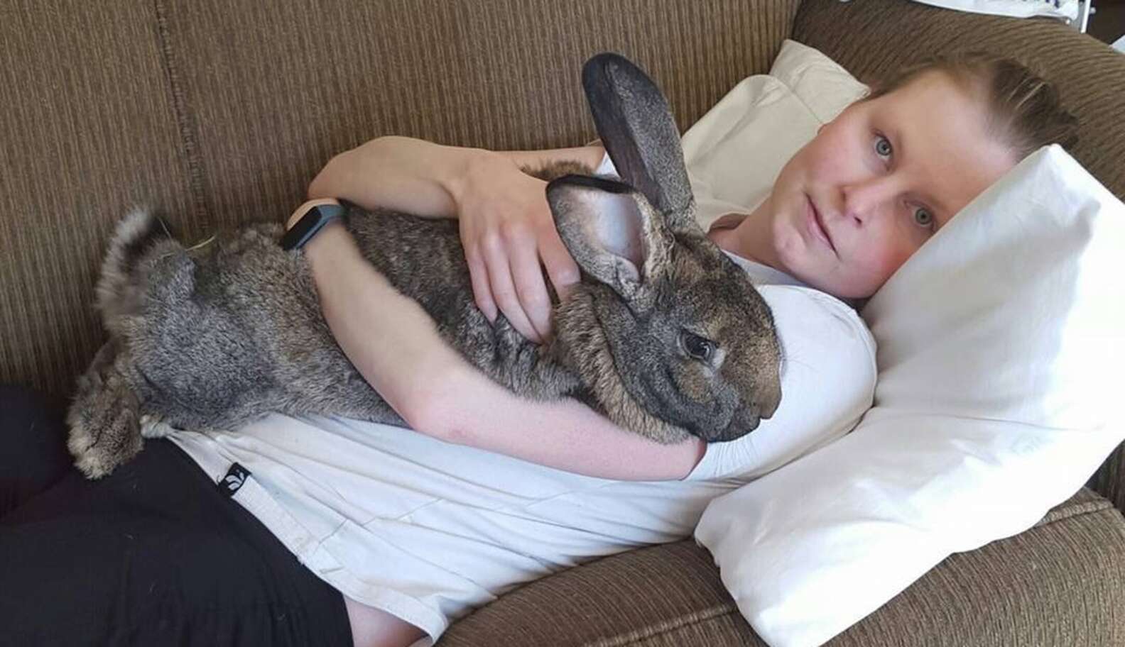 Large Therapy Rabbit Giant Rabbits Help Kids Feel Less Alone In The World - The Dodo