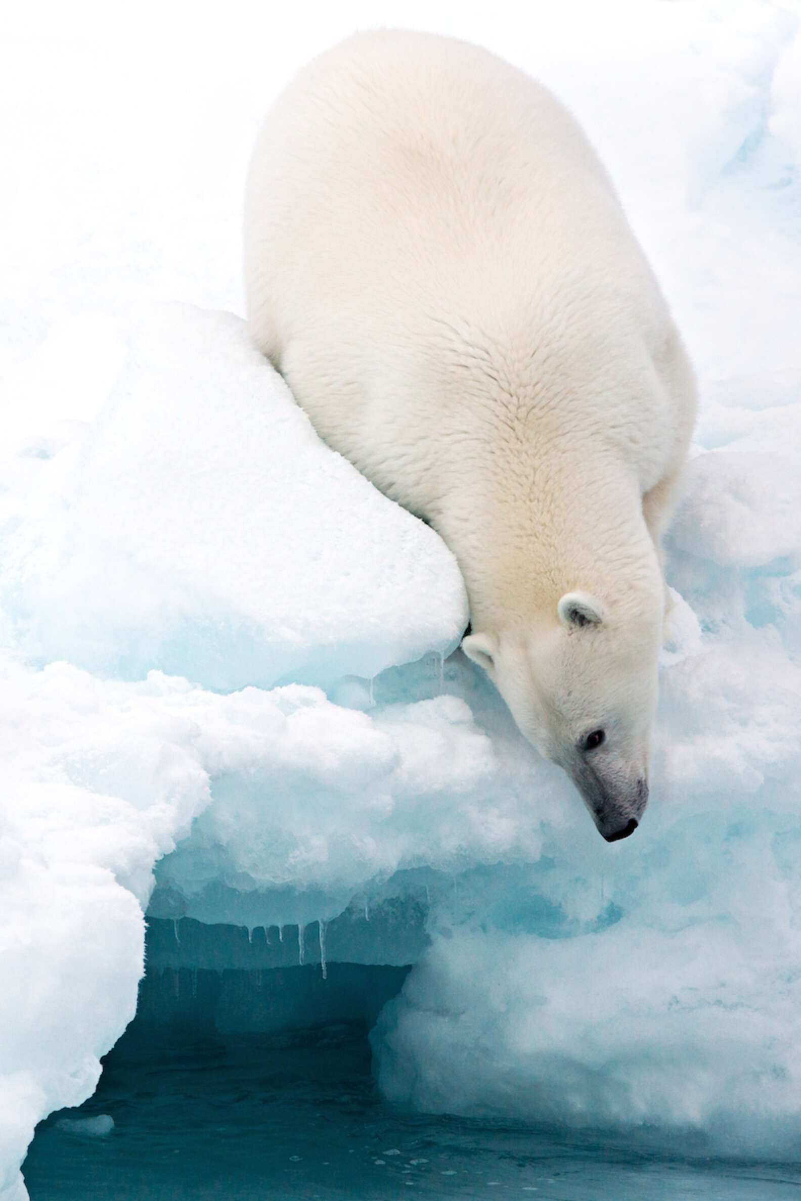 Haunting Photographs Show Polar Bears Adrift In A Changing World - The Dodo