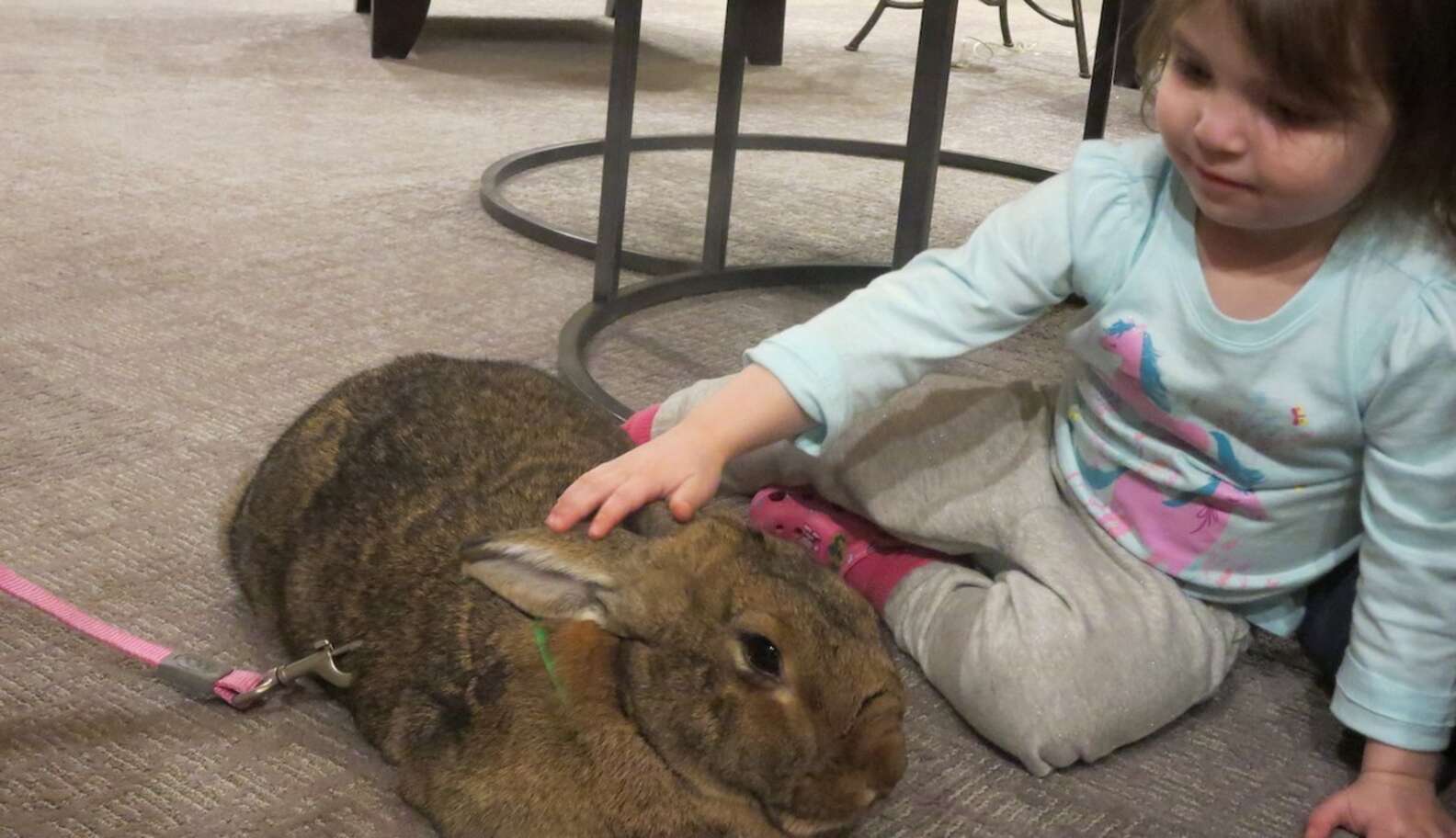 Large Therapy Rabbit Giant Rabbits Help Kids Feel Less Alone In The World - The Dodo