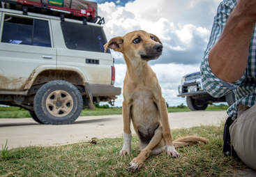 paralyzed puppy drags herself for miles to find help