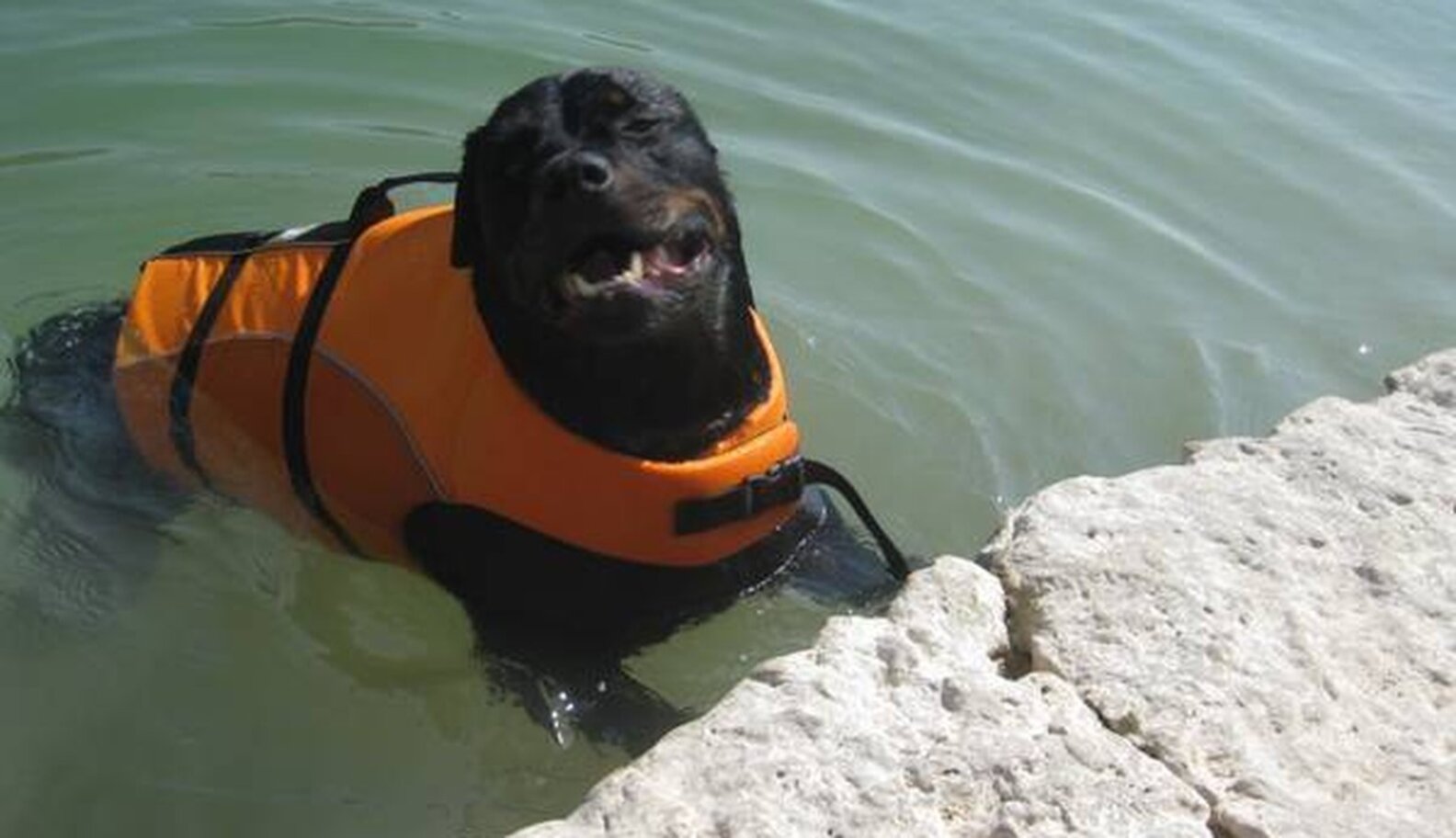 10YearOld Dog With Arthritis Needs A Pool To Paddle In The Dodo