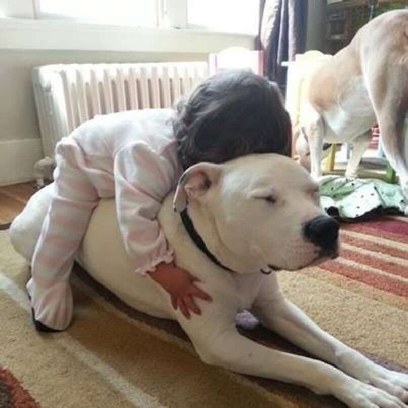 20 Dogs Who Are Totally Watching Out For Their Human Babies - The Dodo