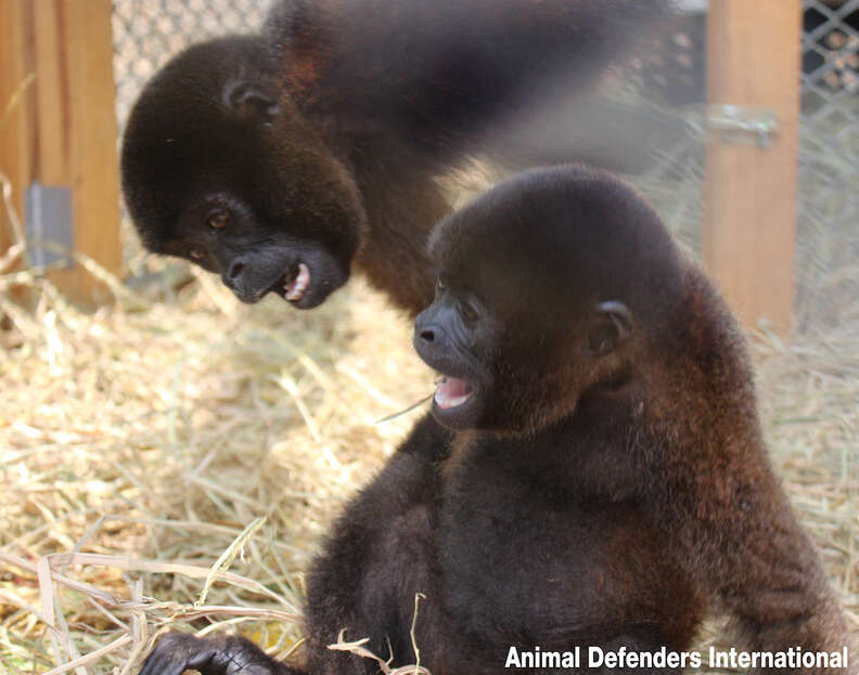 It's taken 30 humans to raise this motherless monkey at the zoo