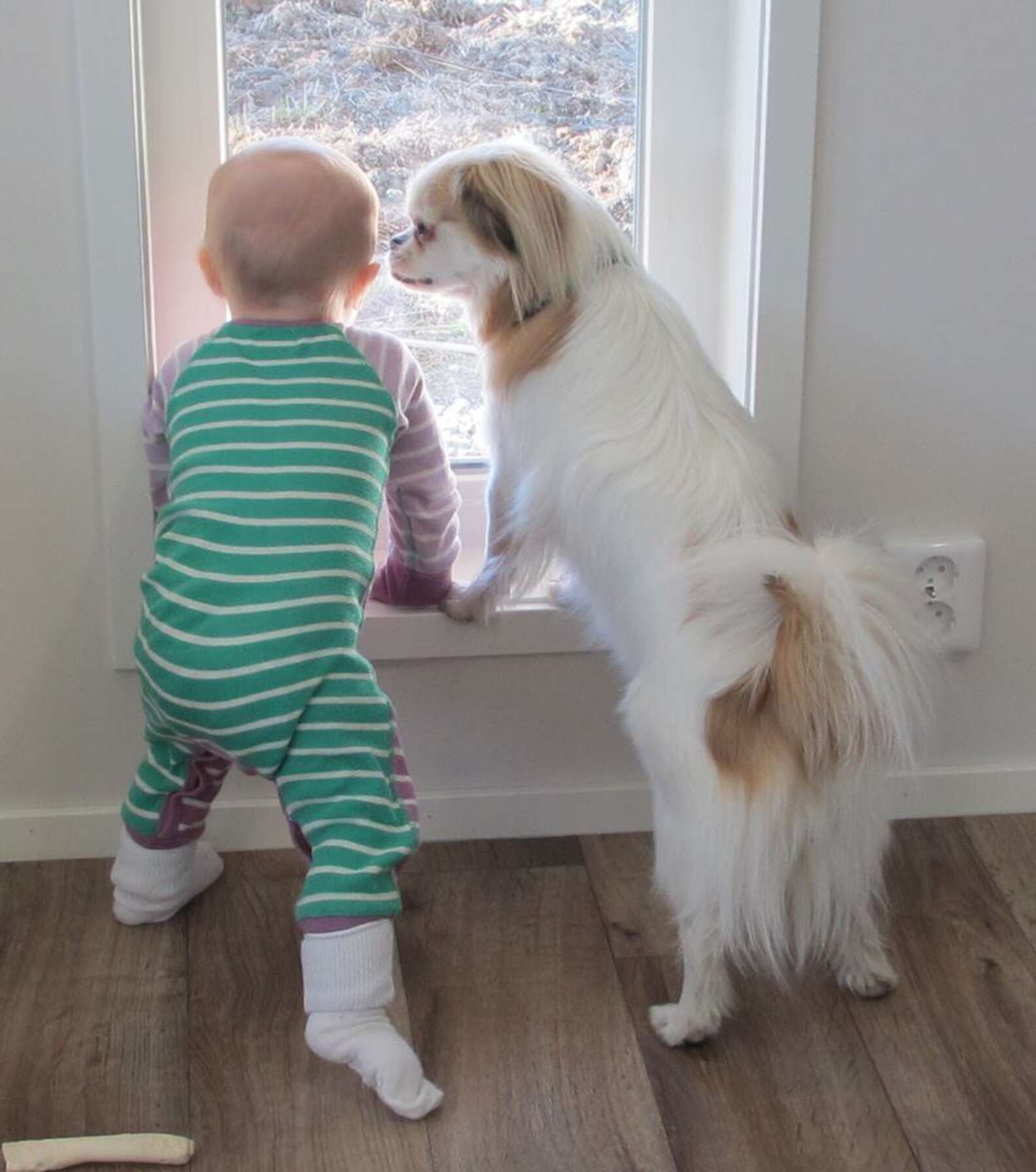 20 Dogs Who Are Totally Watching Out For Their Human
