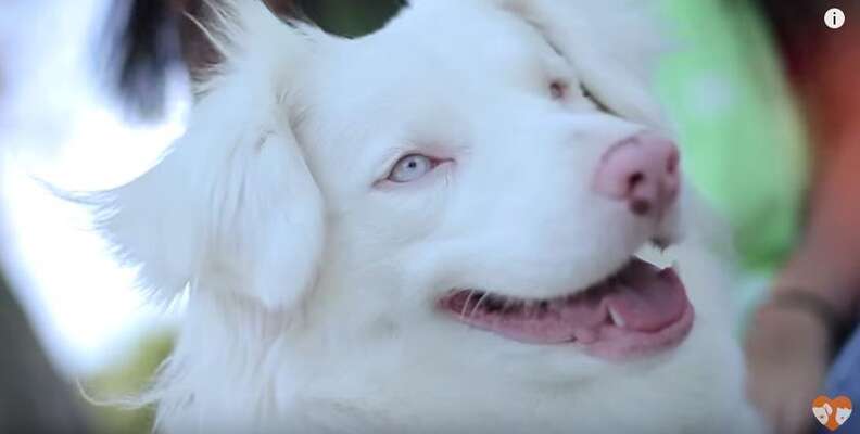 why white dogs are deaf