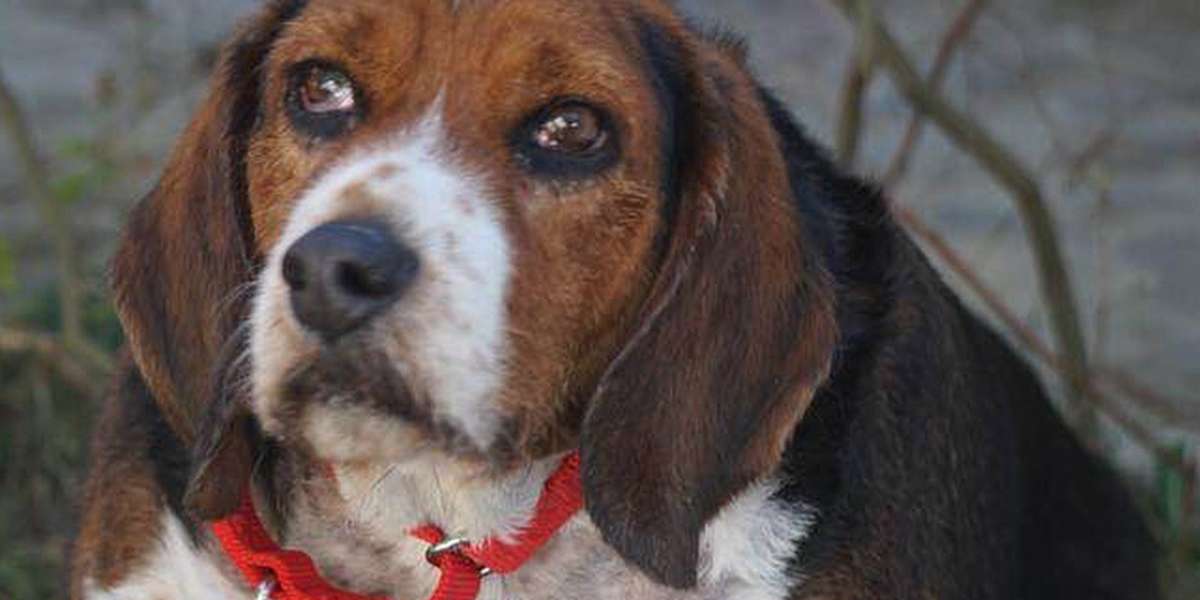 Beagle Dumped At City Shelter For Being Too Old And Fat - The Dodo