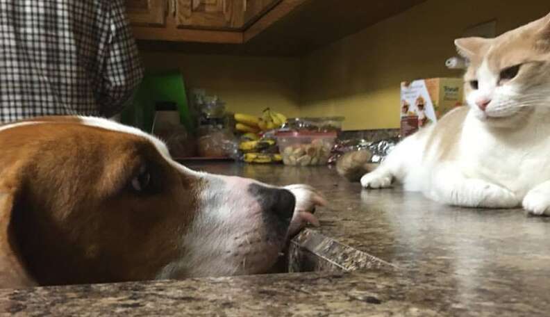 Dog making best sale love to cat