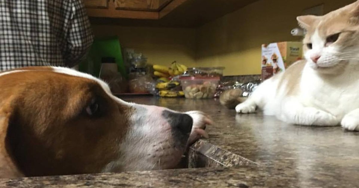 Rescue Dog Is Obsessed With Making Cat Fall In Love With Her The Dodo
