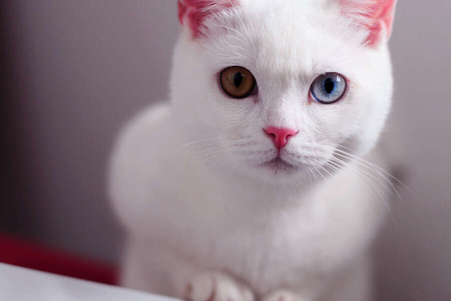 26 Striking Photos Of Dogs And Cats With Different Colored Eyes - The Dodo