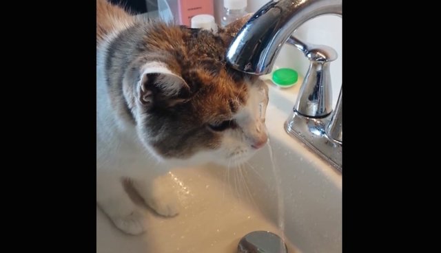 Cat Plunks Head Under Faucet In Undeniably Unique Attempt To Drink