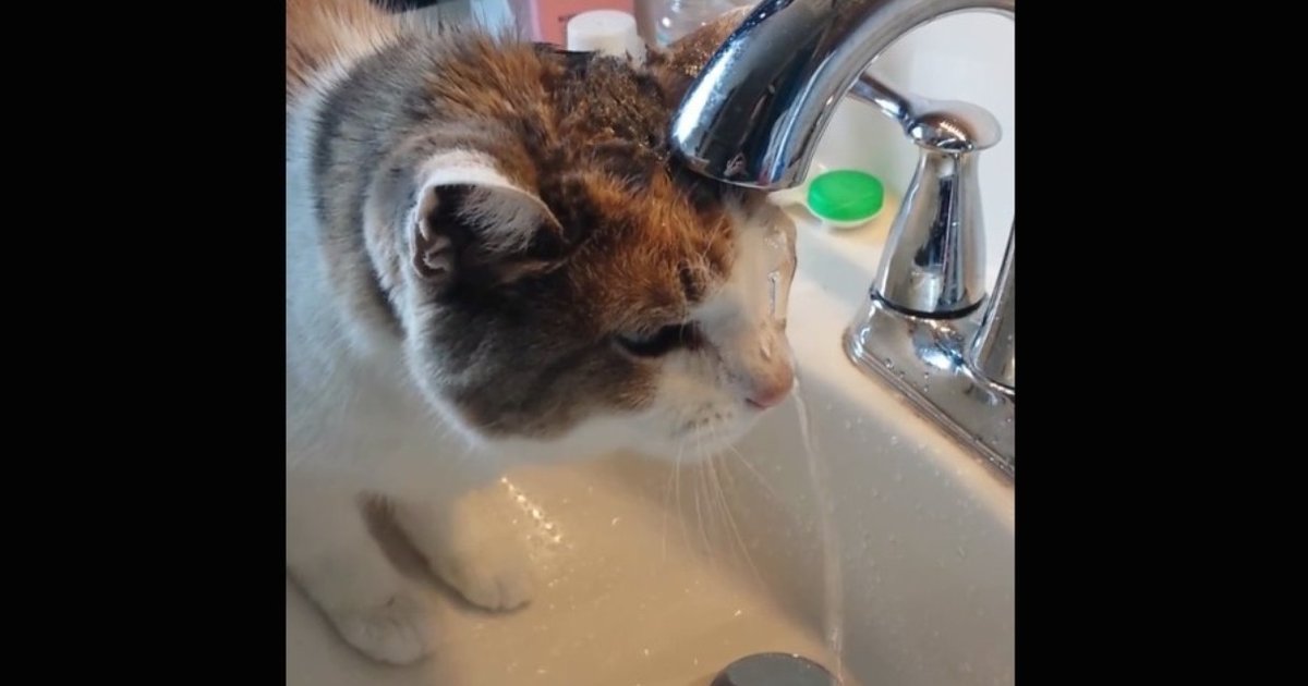 Cat Plunks Head Under Faucet In Undeniably Unique Attempt To Drink