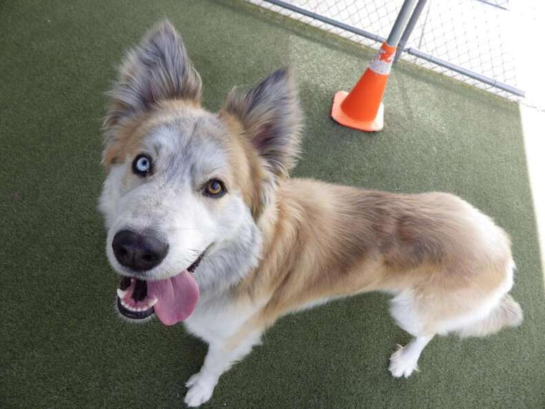 26 Striking Photos Of Dogs And Cats With Different Colored Eyes - The Dodo