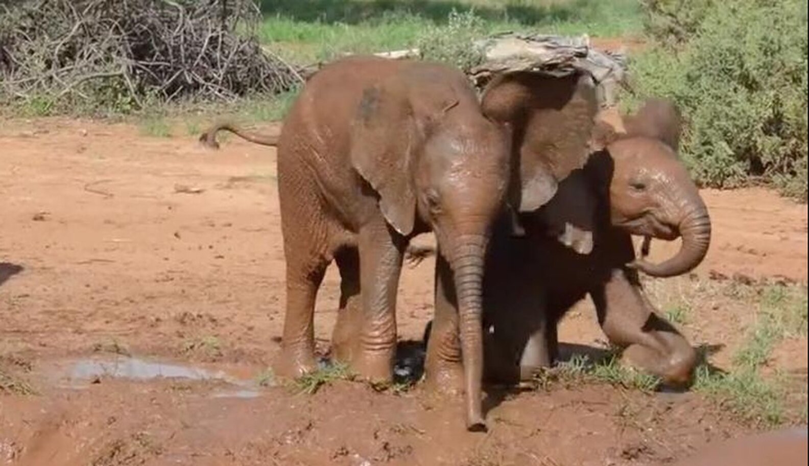 Baby Elephants Have The Best Reaction To Stumbling Into A Mud Puddle The Dodo