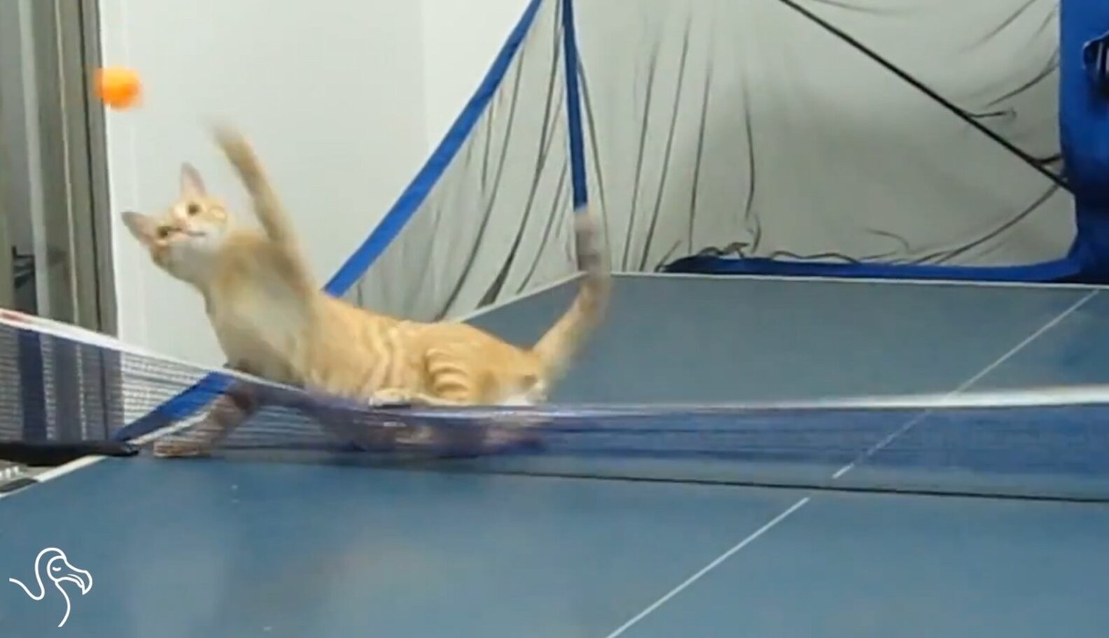WATCH Cats Playing Ping Pong The Dodo