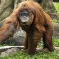 How Your Grocery List Could Be Hurting Orangutans