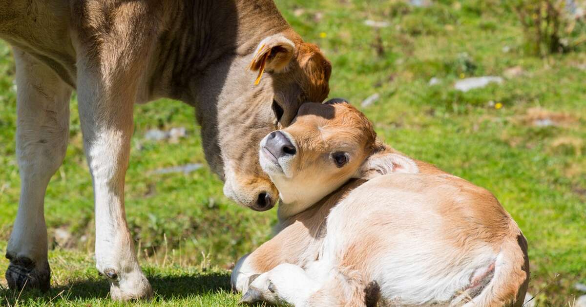 baby-cows-are-torn-from-their-moms-and-everyone-s-lying-about-why