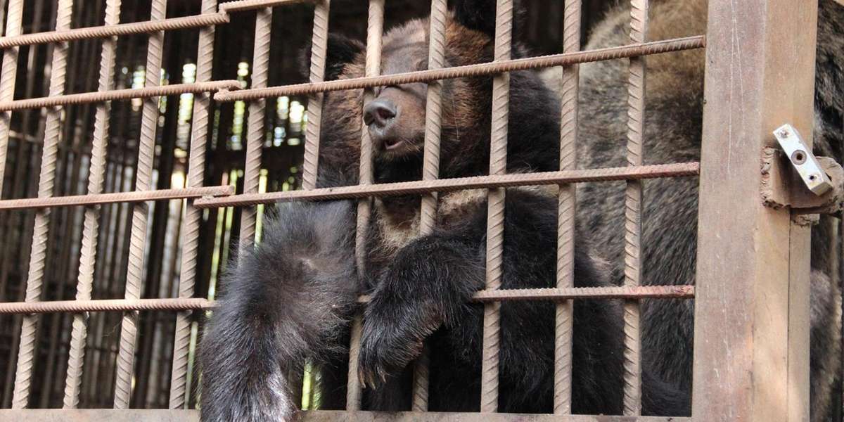 Ukraine’s Abandoned Zoo Animals Urgently Need Our Help - The Dodo
